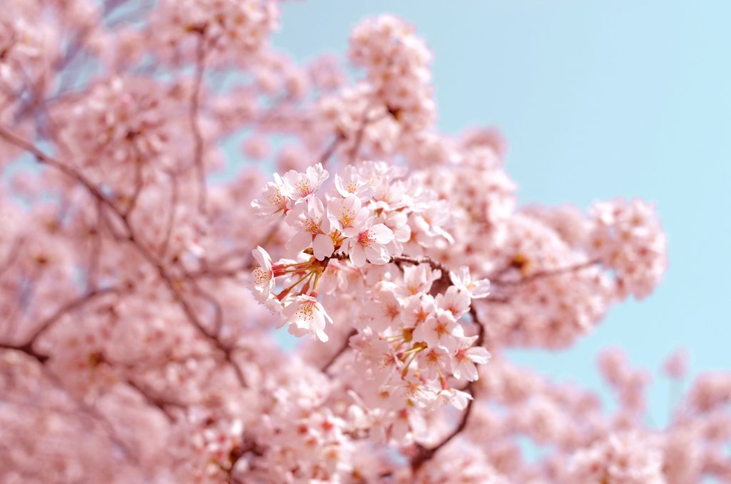 Cherry Blossom in Budapest